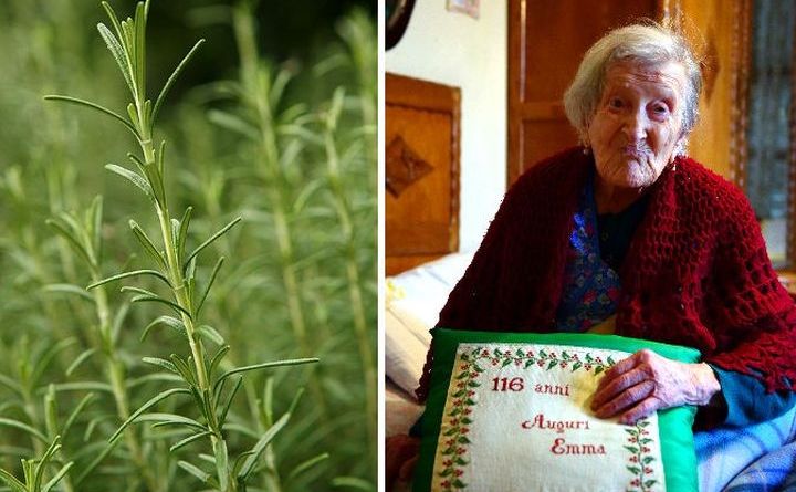 Bên trái: cây hương thảo; bên phải: một phụ nữ đã tròn 116 tuổi (Sean Gallup / Olivier Morin / AFP / Getty Images) 