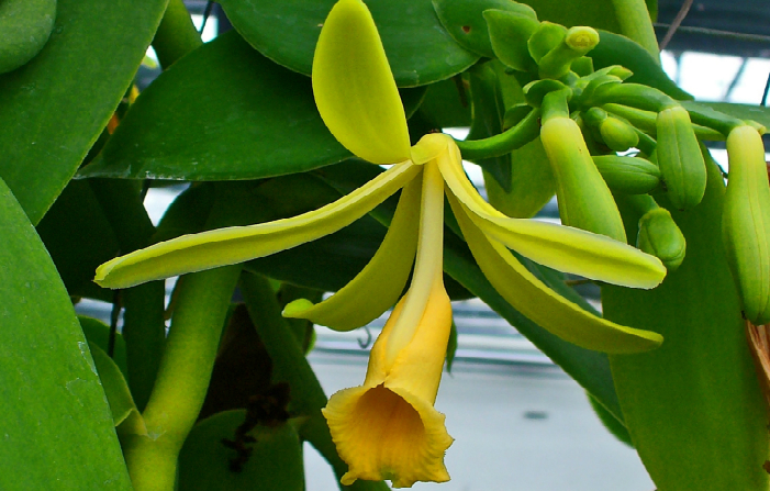 Cây vani (Vanilla Planifolia) (Wikipedia.org) 